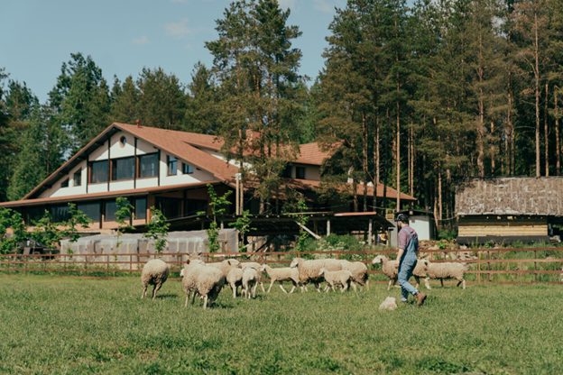 Man on a farm surrounded by sheep